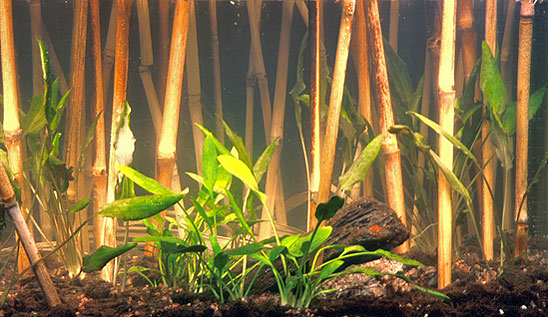 Akvarium dekoreret med siv fra Elefantgræs