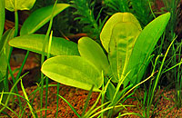 Echinodorus aquartica