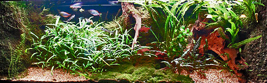 Mit 168 liters akvarium februar 2012