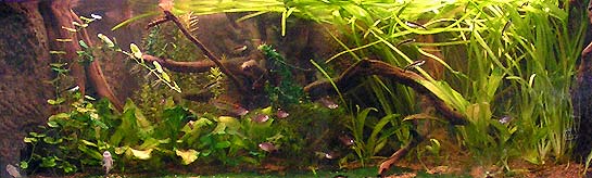 168 liter akvarium maj 2007