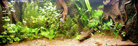 168 liter akvarium februar 2008